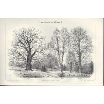 Lithografie 1905: Laub-Bäume. Birke. Eiche. Buche. Rüster. Ulme. Erle. Linde.