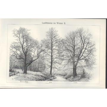 Lithografie 1905: Laub-Bäume. Birke. Eiche. Buche. Rüster. Ulme. Erle. Linde.