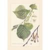 Sommerlinde - Tilia platyphyllos Farbdruck von 1958 Großblättrige Linde