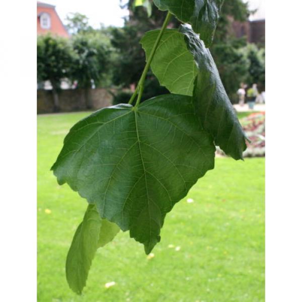 Tilia euchlora Krim-Linde Krimlinde 150-200 cm im Container #3 image