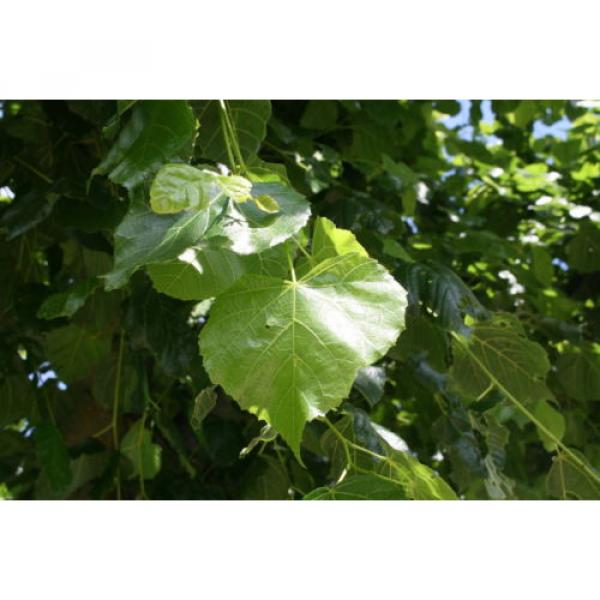 Tilia euchlora Krim-Linde Krimlinde 150-200 cm im Container #4 image