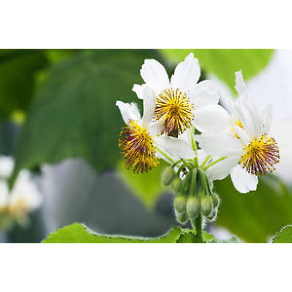 Die Zimmerlinde &#034;Sparmannia africana&#034; für reine Luft in der Wohnung. #1 image