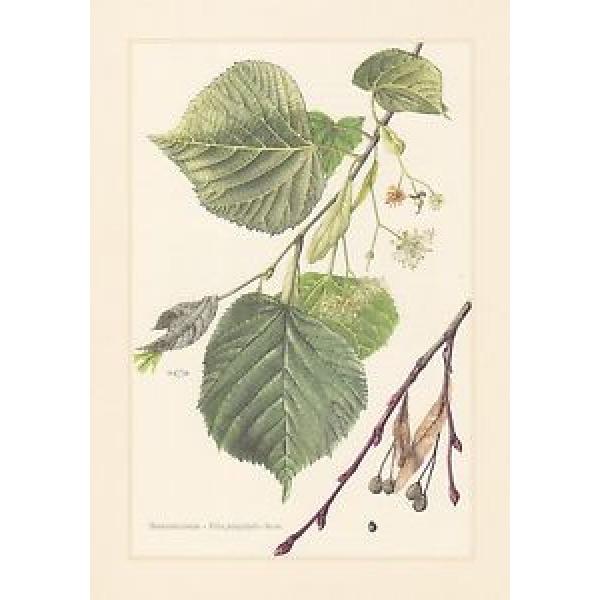 Sommerlinde - Tilia platyphyllos Farbdruck von 1958 Großblättrige Linde #1 image