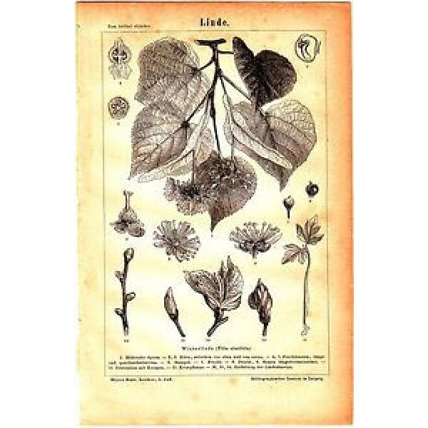 1880 BOTANICAL TREE LINDE LINDEN SEEDS Antique Lithograph Print #1 image