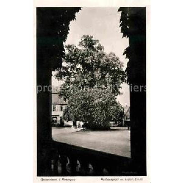 42605953 Geisenheim Rathausplatz historische Linde Geisenheim #1 image