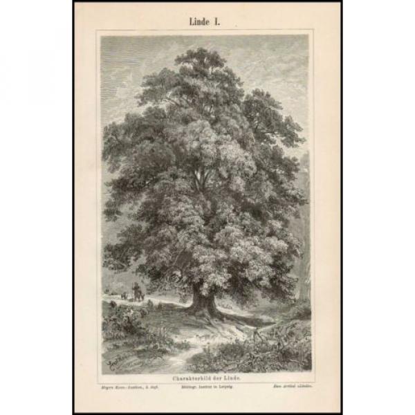 Stich Linde Winterlinde Tilia cordata Charakterbild Blüte Samen 1895 Original #1 image