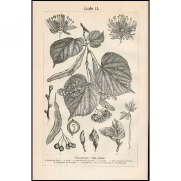 Stich Linde Winterlinde Tilia cordata Charakterbild Blüte Samen 1895 Original #2 image