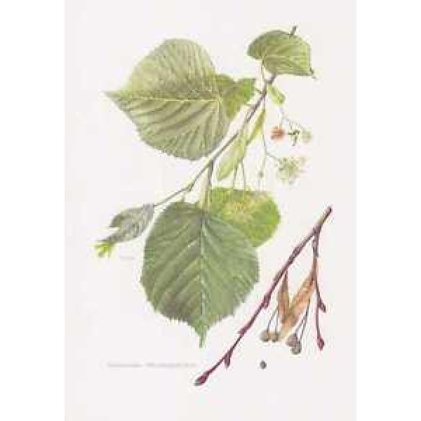 Sommerlinde - Tilia platyphyllos Farbdruck von 1958 Großblättrige Linde #1 image