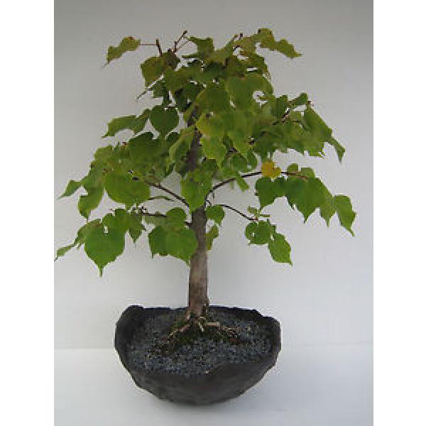 rk Bonsai, Linde, Winterlinde, Tilia cordata (22316) #1 image