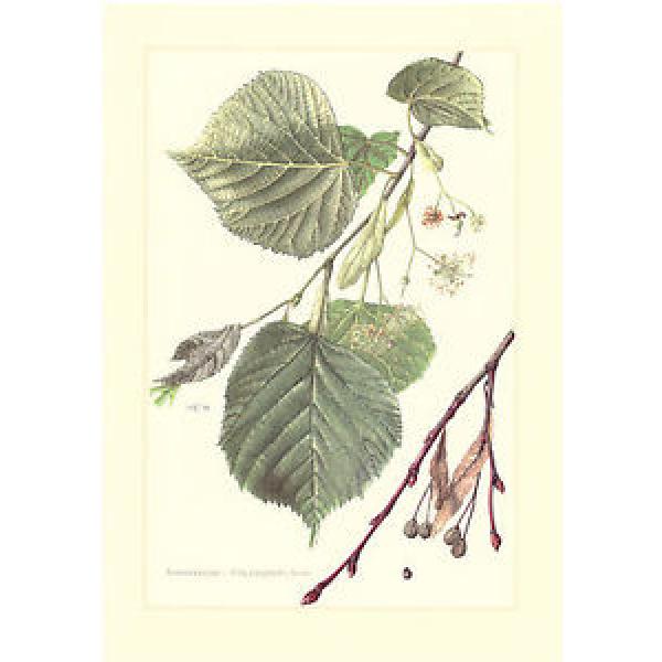 Sommerlinde   -  Tilia platyphyllos    -  großblättrige Linde     Farbdruck 1958 #1 image